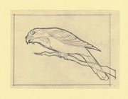 Somalia 1966 Birds Original artwork rough essay on tracing paper probably for the 1966 series image size 140 x 105 mm (96045)