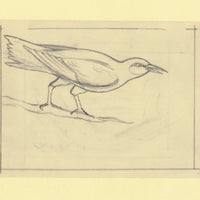 Somalia 1966 Birds Original artwork rough essay on tracing paper probably for the 1966 series image size 140 x 105 mm (96046)