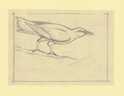 Somalia 1966 Birds Original artwork rough essay on tracing paper probably for the 1966 series image size 140 x 105 mm (96046)