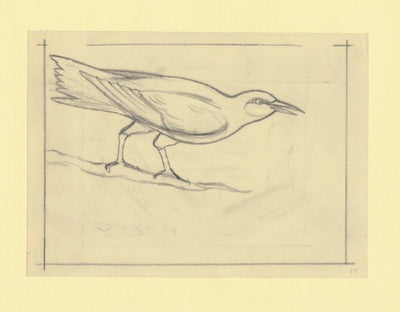 Somalia 1966 Birds Original artwork rough essay on tracing paper probably for the 1966 series image size 140 x 105 mm (96046)