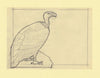 Somalia 1966 Birds Original artwork rough essay on tracing paper probably for the 1966 series image size 140 x 105 mm (96047)