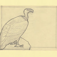 Somalia 1966 Birds Original artwork rough essay on tracing paper probably for the 1966 series image size 140 x 105 mm (96047)