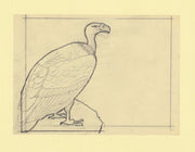 Somalia 1966 Birds Original artwork rough essay on tracing paper probably for the 1966 series image size 140 x 105 mm (96047)