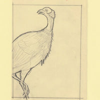 Somalia 1966 Birds Original artwork rough essay on tracing paper probably for the 1966 series image size 105 x 140 mm (96048)