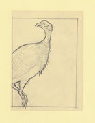 Somalia 1966 Birds Original artwork rough essay on tracing paper probably for the 1966 series image size 105 x 140 mm (96048)
