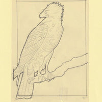 Somalia 1966 Birds Original artwork rough essay on tracing paper probably for the 1966 series image size 105 x 140 mm  (96049)