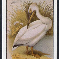 Staffa 1982 Birds #10 (White Pelican) imperf souvenir sheet (£1 value) unmounted mint